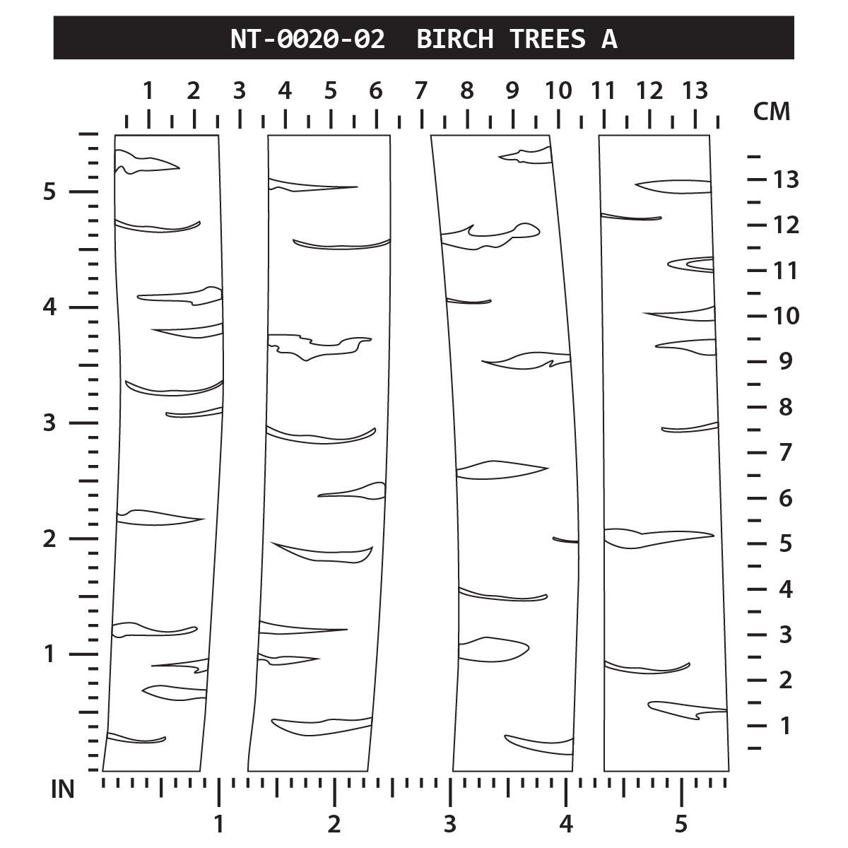 Birch Tree - A
