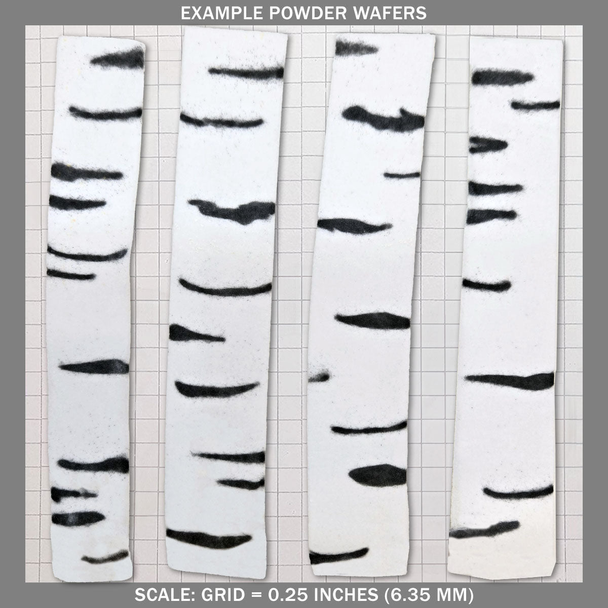 Birch Tree - A