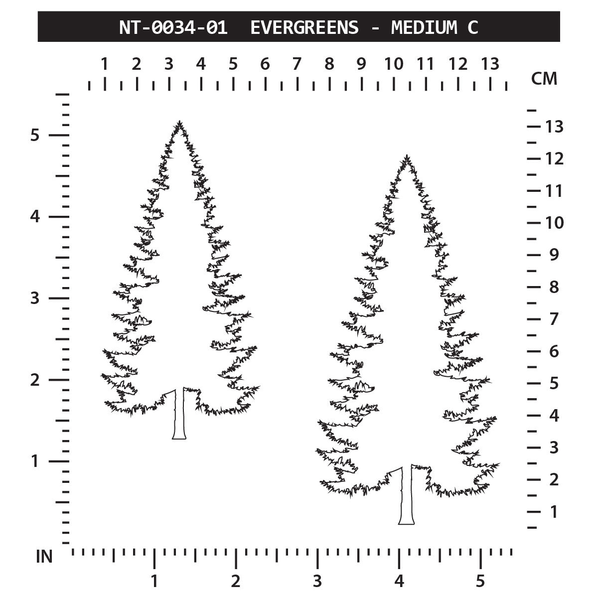 Evergreen - Medium C