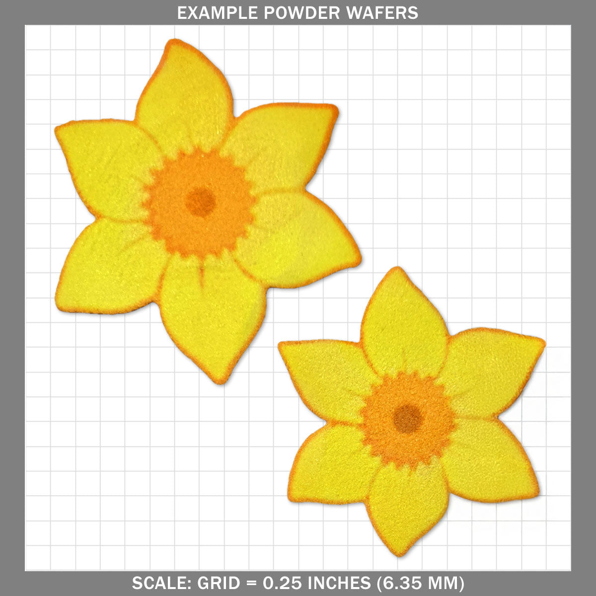 Daffodil - Large