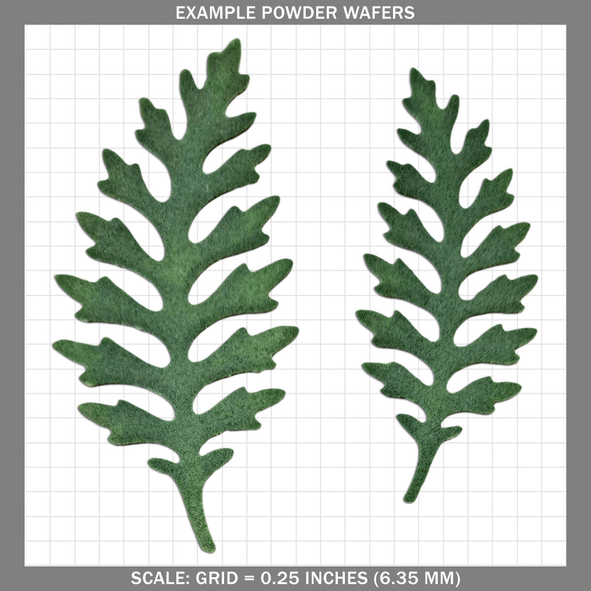 Fern B