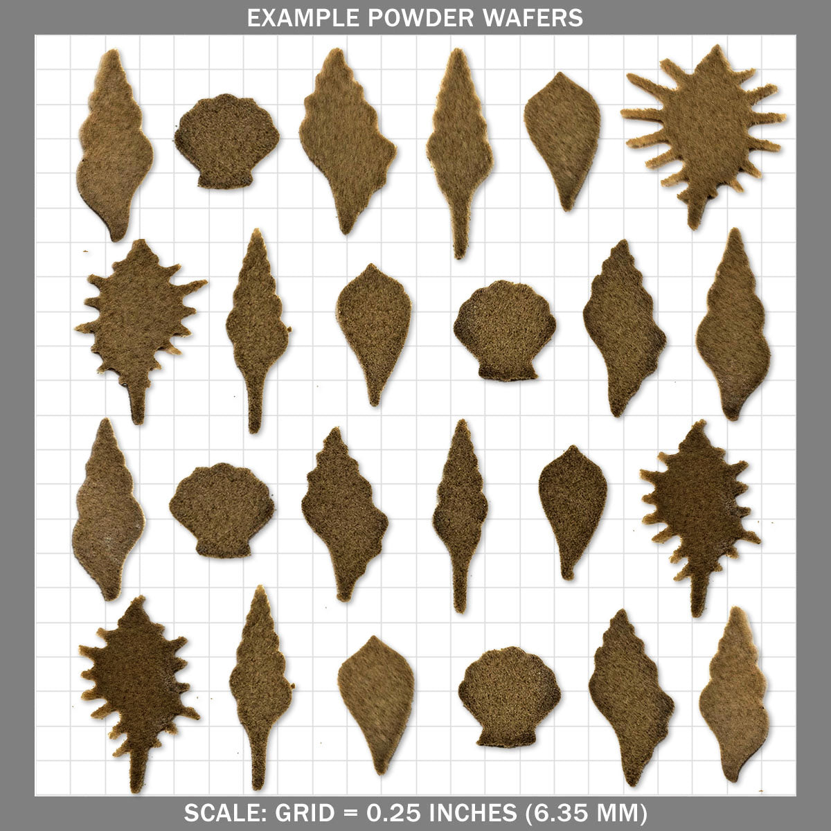 Sea Shells A - Small