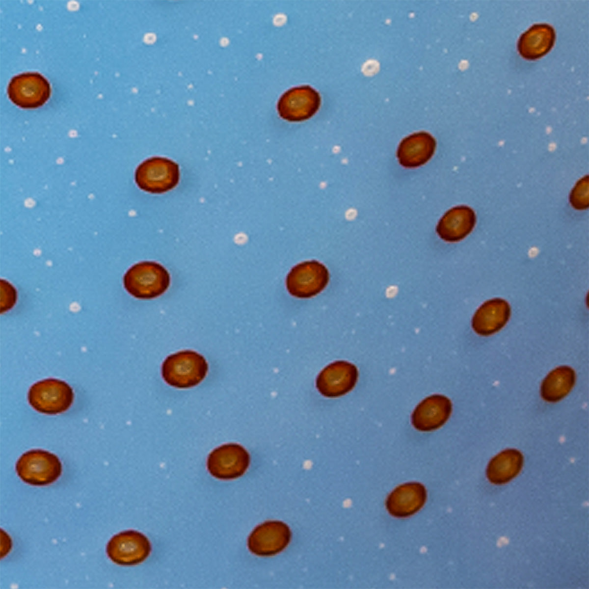 Fused Glass Bubble Sorcery