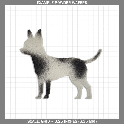 Chihuahua - Standing