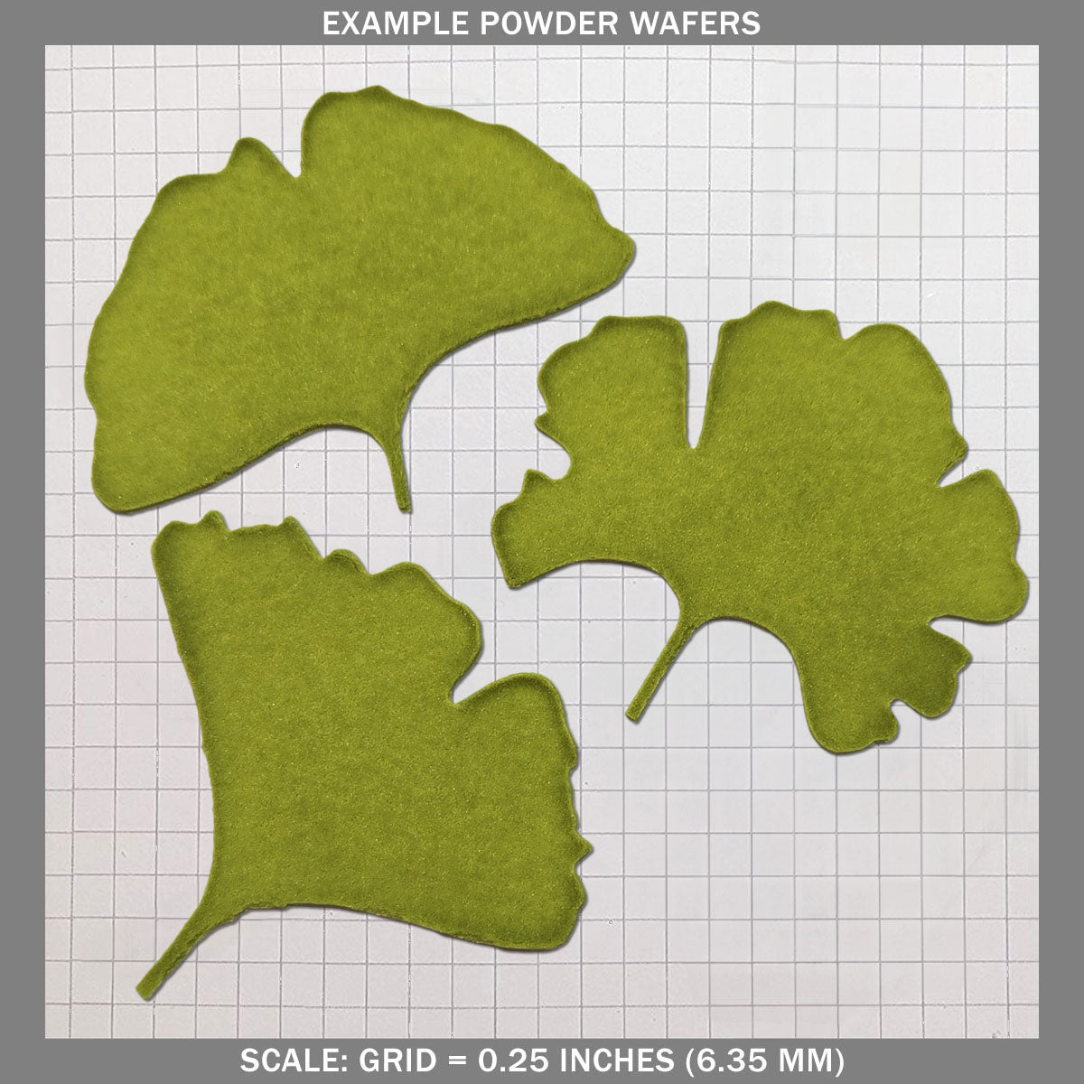 Ginkgo Leaves - Large