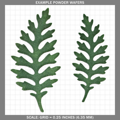 Fern B